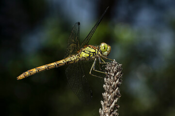 Dragonflies Macro photography in the countryside of Sardinia Italy, Particular, Details
