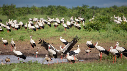 Fototapeta na wymiar a flock of white storks