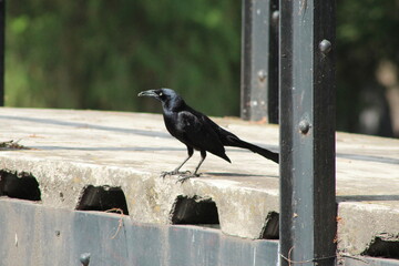 Cuervo negro posando de perfil