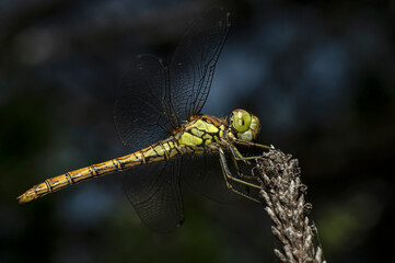 Dragonflies Macro photography in the countryside of Sardinia Italy, Particular, Details