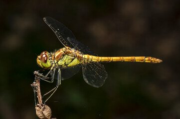 Dragonflies Macro photography in the countryside of Sardinia Italy, Particular, Details