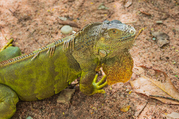 Close up of green iguana on the ground.