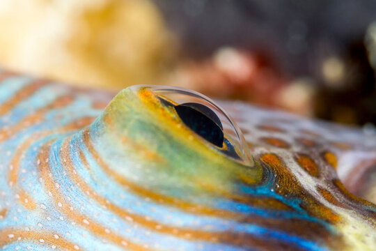 Close-up of Black Saddled Toby (Canthigaster Valentini) in sea
