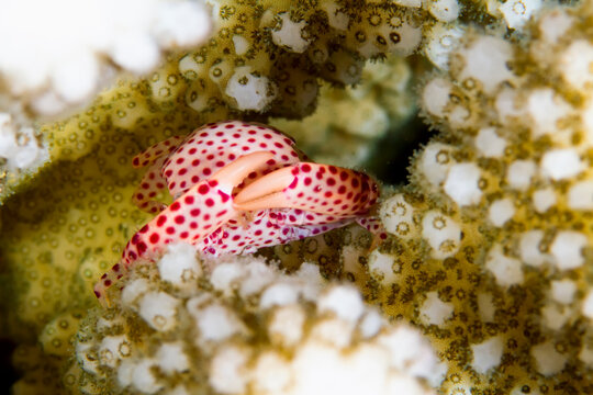 Close-up of trapezia rufopunctata amidst corals in sea