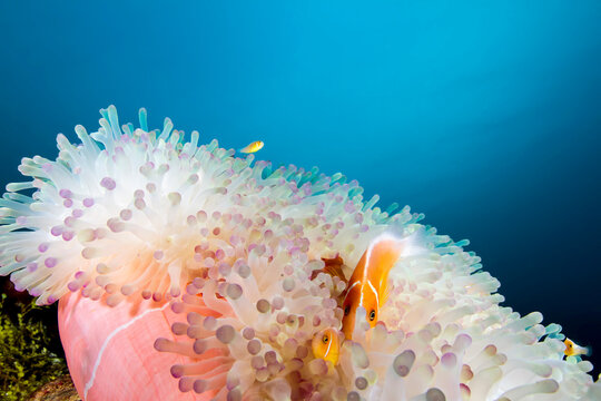 Pink anemonefish (amphiprion perideraion) swimming by magnificent sea anemone undersea