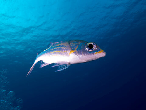 Close-up of Striped large-eye bream (Gnathodentex aureolineatus) swimming underwater