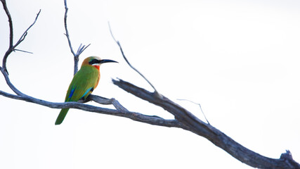 white-fronted bee-eater