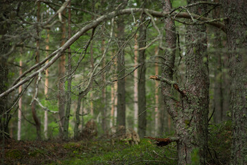 summer forest, pine forest, beautiful tree, old tree, pine, mushroom forest, summer, spring, warm weather