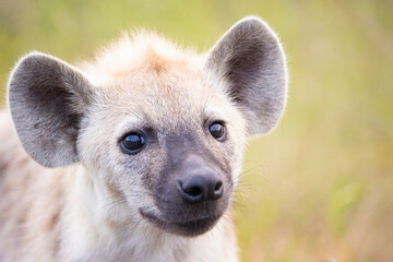 portrait of a spotted hyena cub