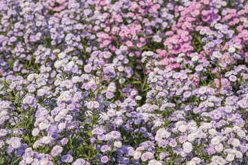 Obraz premium Beautiful margaret flowers blooming in the garden.