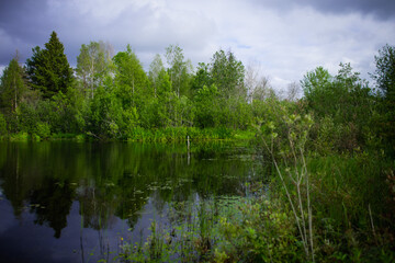 Fototapeta na wymiar Summer landscape, swamp, forest lake, fishing spot, green forest