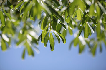 Beautiful leaves against the sky.