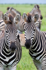 Fototapeta na wymiar pair of zebra