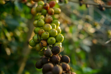 fresh ripe coffee beans on a branch