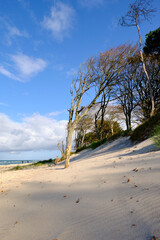 Lichtstimmung im Darßer Urwald und am Darßer Weststrand, Nationalpark Vorpommersche Boddenlandschaft, Mecklenburg Vorpommern, Deutschland