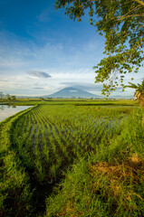 Naklejka premium field and blue sky