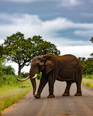 african elephant in kruger national park