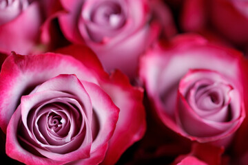Pink rose flowers background