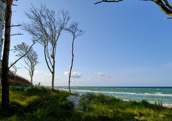 Lichtstimmung im Darßer Urwald und am Darßer Weststrand, Nationalpark Vorpommersche Boddenlandschaft, Mecklenburg Vorpommern, Deutschland