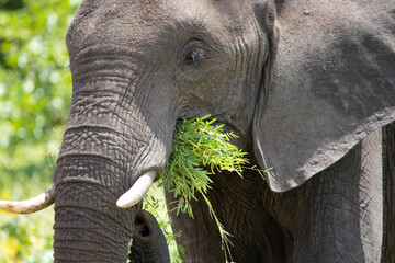african elephant eating