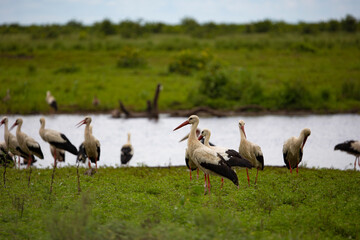 Obraz na płótnie Canvas Flock of white storks