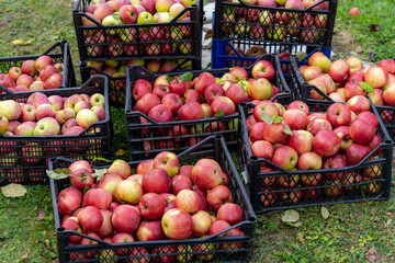 Red apples in plastic basket in apple orchard. Apple Harvest Concept