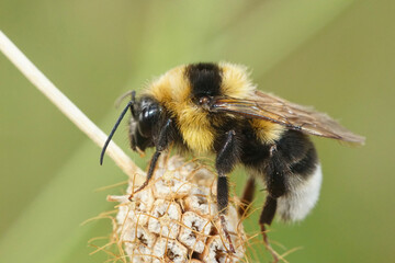 Closeup of a queen large garden or ruderal bumblebee bumblebee , Bombus ruderatus  in Gard, France
