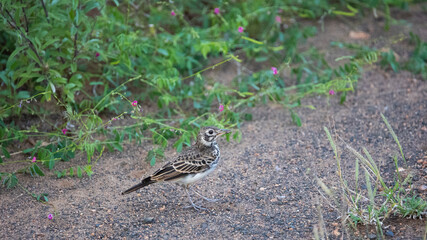 dusky lark