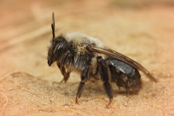 Closeup of a female grey-backed mining bee , Andrena vaga on sand
