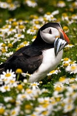 summer portrait of puffin bird in Skomer Island in Wales