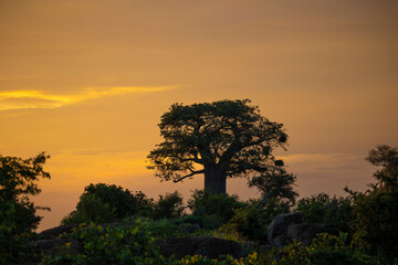 Fototapeta na wymiar sunset over an iconic baobab tree