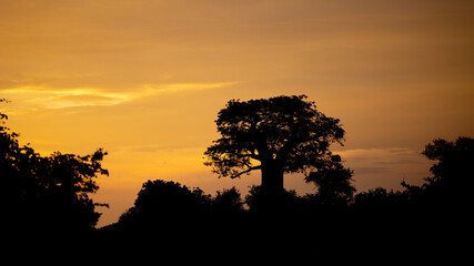sunset over an iconic baobab tree
