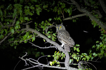 Spotted eagle owl