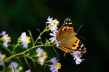 アカタテハ Vanessa indica