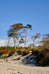 Fototapeta premium Lichtstimmung im Darßer Urwald und am Darßer Weststrand, Nationalpark Vorpommersche Boddenlandschaft, Mecklenburg Vorpommern, Deutschland