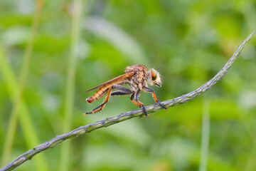 Robertfly