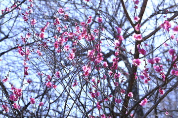 梅の花と青空