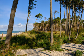 Lichtstimmung im Darßer Urwald und am Darßer Weststrand, Nationalpark Vorpommersche Boddenlandschaft, Mecklenburg Vorpommern, Deutschland