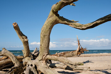 Fototapeta premium Lichtstimmung im Darßer Urwald und am Darßer Weststrand, Nationalpark Vorpommersche Boddenlandschaft, Mecklenburg Vorpommern, Deutschland