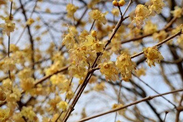 梅の花　蝋梅　春　風景