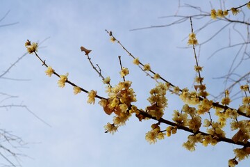 梅の花　蝋梅　春　風景
