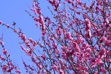 梅の花と青空