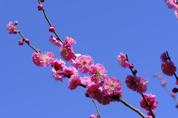 梅の花と青空