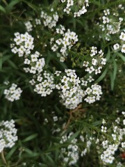 white flowers in the garden