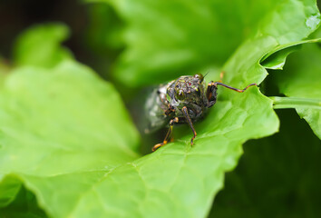 ハルゼミ　cicada 幼虫　セミ　蝉　せみ