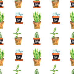 Watercolor seamless pattern with home flowers in clay pots on a white background. Ficus, sansevieria, various herbs in flower pots.
