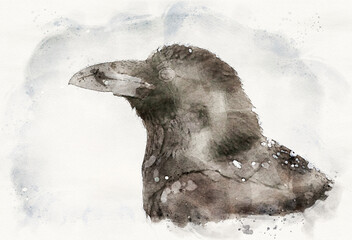 Raven ( Corvus corax ) bird close up waterpaint image