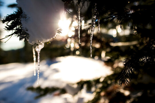 Close-up of snow and icicles on tree