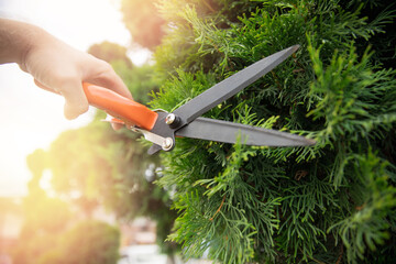 Worker hands with garden shears cutting hedge, trim tidy shrub