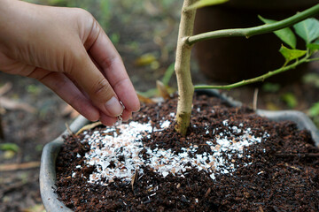 Pounded eggshells can be used as fertilizer                           